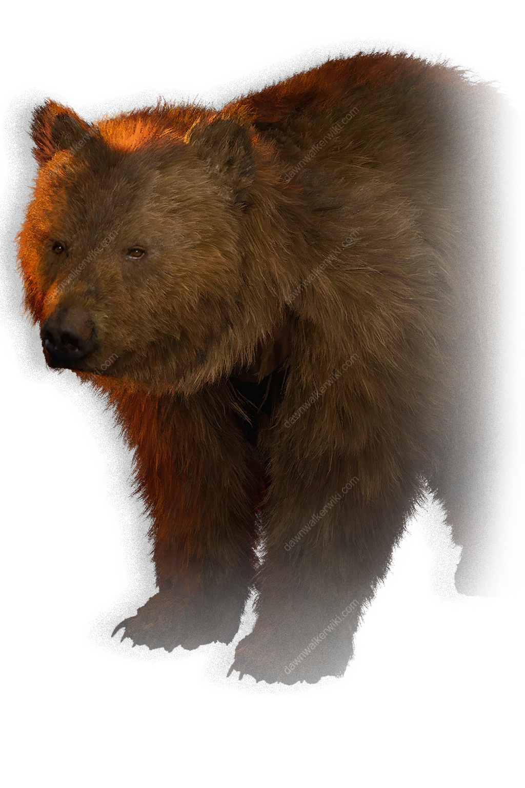 Bear