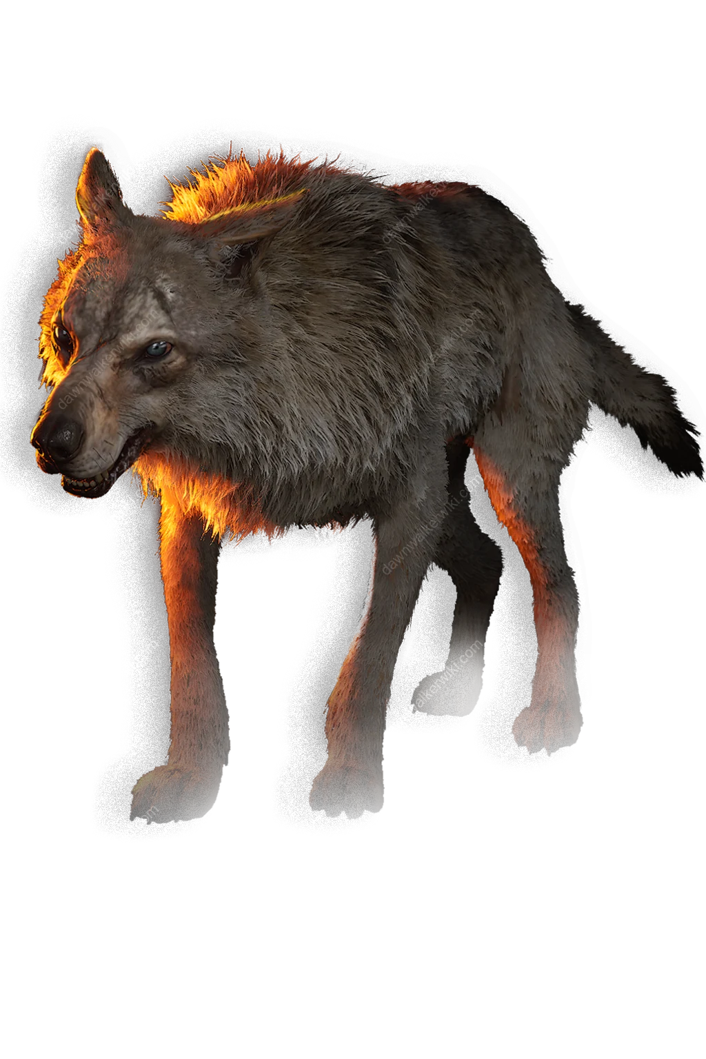 Wolf