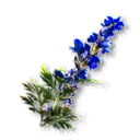 Aconite