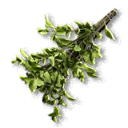 Feverfew