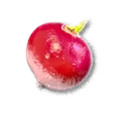 Radish